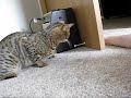 Bengal likes to make noise with door-stopper.