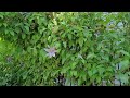 Clematis Care and How to get MORE BLOOMS - How to Deadhead a Clematis -Different Variety of Clematis