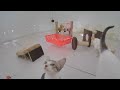 🐱😹 New Funny Cats and Dogs Videos 😂🐈 Funny Animal Moments # 0