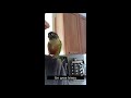 Pixel le conure