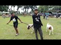 The biggest boer goat in boer goat show 2023