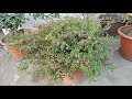 How to grow and care Mexican Heather / Hawaiian Heather Plant / Cuphea hyssopifolia