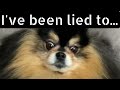 Mocha Pom meme ● Channel link in description ● Funny Dog Meme