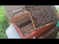 🐝Flow Hive Inspection After Supering🐝