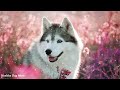 Relaxing music for dogs💖🐶 Sleep music, Separation Anxiety Music, Relax your dogs