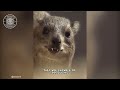 Hyraxes 🦔 You Won't Believe Their Calls! | 1 Minute Animals