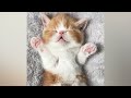 Смешные животные🐾😂🥰                  Funny animals 🌿🐈😂🐕👻