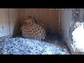 Kestrel attacks Barn Owl. Catalonian Barn Owls. 01 April 2022