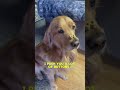 #viraldogshorts #dog #dogshorts #goldenretrieverlove #goldens