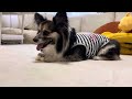 パピヨンとコーギーの【ミックス犬】コロコロにお怒りの犬　Papillon/Corgi mixed breed angry at cleaning roller