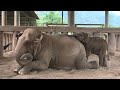 Elephant “Sook Sai” Present Herself To Be A Nanny For Newly Rescued Baby - ElephantNews
