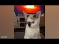 Ultimate Funny Cats and Dogs 😻🐶 Best Funniest Animal Videos Of The Week