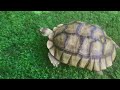 Eight Year Old Sulcata Tortoise Enjoying Fresh Maryland Garden Grass