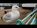 European Herring Gull