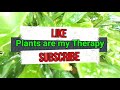 Chinese Evergreen Aglaonema Plant Rescue and Propagation