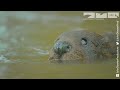 Robotic Spy Beaver Makes Friends With Beaver Family & Little Muskrat too!