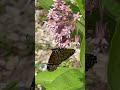 Let It Grow! #milkweed #monarch #beautiful #garden