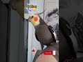Monty The Naughty Cockatiel's weekly moments. ❤️❤️part 64❤️❤️ Cockatiel singing and talking #viral