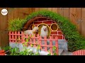 Unbelievable dog house and aquarium combo from cement