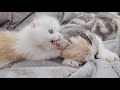 Cat Fight! Munchkin Kitten Introduced to Adult Catㅣ4. Can they get along well?