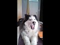 Lazy Husky trying to howl