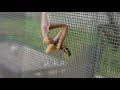 Mantis eating wasp