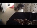 Russian blue cat plays fetch like a dog!