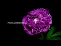Bloom Dance : HDR 4K Flower Timelapse （50種類の花の開花映像）