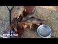 German Shepherd X Belgian Malinois Puppies