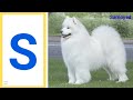A to Z Dog Breeds| A to Z Dogs with pictures & video | ABC Dog breeds with pronounciation | ABC Dogs