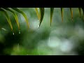 8 Hours Relaxing Sleep Music with Rain Sounds  Relaxing Music, Peaceful Piano Music, Meditation