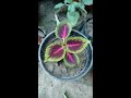 How to grow Coleus plant ll purey sal Coleus se Apne garden ko kaise sajayen..(Hindi/Urdu)
