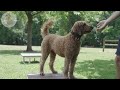 DOG TV: July 4th - Best Video Entertain to Help Dogs No Anxiety from Fireworks, Bangs and Loud Noise