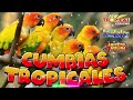 MIX CUMBIAS TROPICALES 🍉TROPICAL FLORIDA , ACAPULCO TROPICAL , LOS KARKIS🌴CUMBIAS TROPICAL 2024💃
