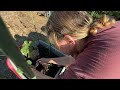 Growing Cucumbers in Container Gardening EASY Trellis, Fix Used Soil, Gardening Tips for Beginners