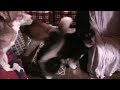 Husky Malamute and her Mom Spin Simultaneously Before Eating!