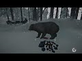 The Bear exists in a Superposition between Dead and Alive - The Long Dark