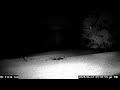 Coyotes coming by the deer feeder