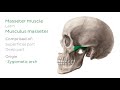 Main Muscles of the Head and Neck (preview) - Human Anatomy | Kenhub