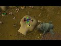 [OSRS] So, what the hell is Barb Assault? // Barbarian Assault ~ Fighter Torso Guide