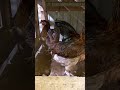 Rhode Island Cross Breed to Upgraded Native Chickens!
