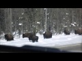 2013 03 : Crow picks on bison