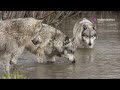 Amazing Facts About Wolves!