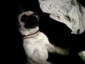 dancing pug !!!!!!!!!!!!.