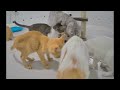 🤣 New Funny Cats and Dogs Videos 😅 Best Funny Cats Videos 2024 🐈