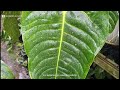 Anthurium veitchii, The King of Epiphytic Plants with Striking Foliage #AnthuriumVeitchii