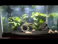29-10 Gallon Freshwater Planted Tank: Glofish & White Skirt Tetras, Albino Catfish, & Nerite Snails