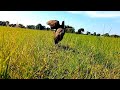 Hunting wild birds with fake birds | Excellent waterfowl hunting | The best birding videos ever |