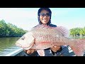 SAMBARAN MANGROVE JACK BIKIN TANGAN GEMETARAN | MANCING KAKAP