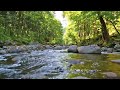 Relaxing River Sounds • Forest River Nature Sounds, Nature White Noise for Sleeping.